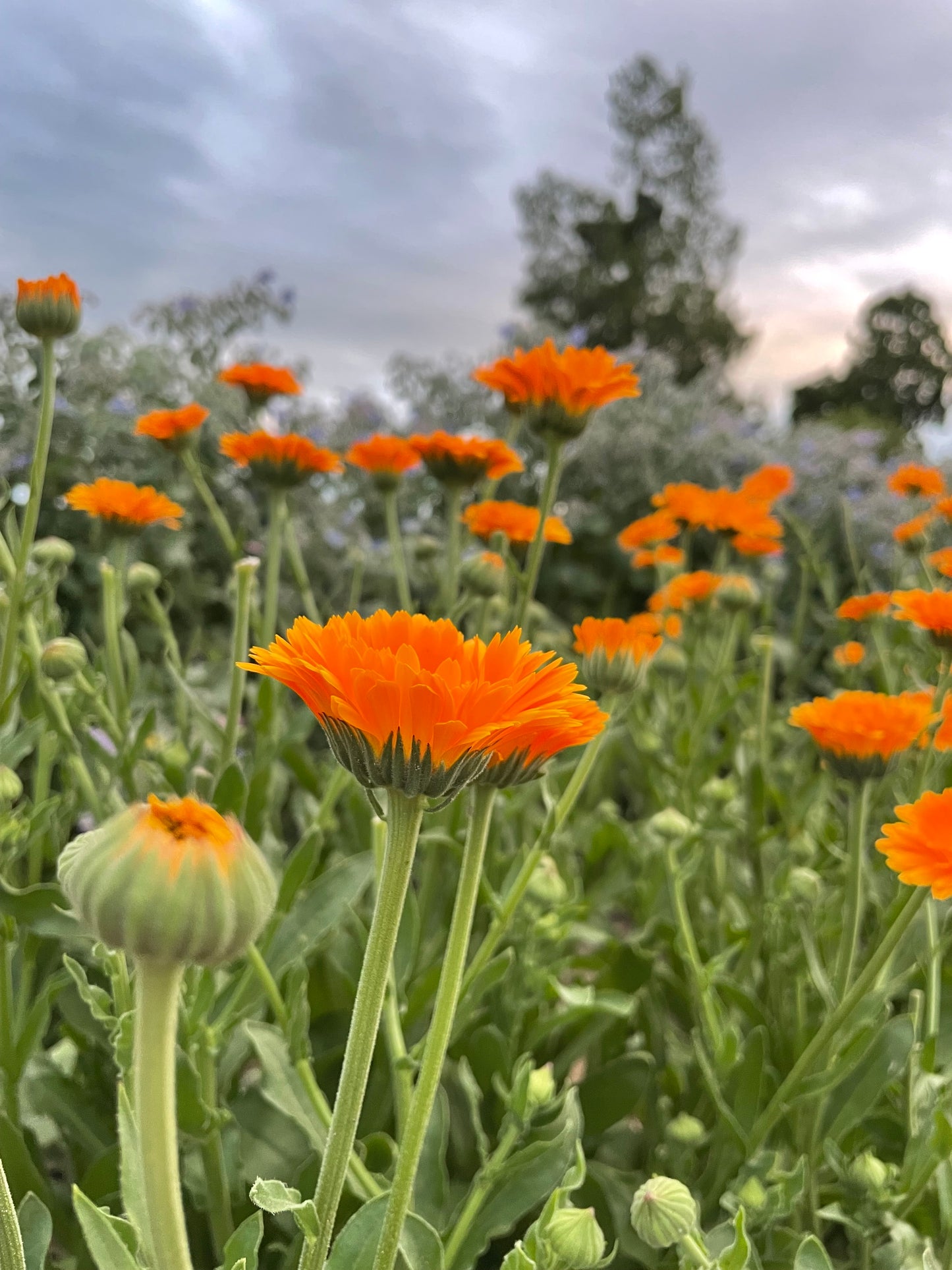 Calendula Salve